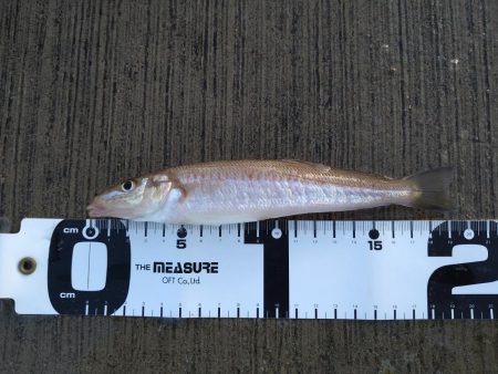 香住にてキス狙い